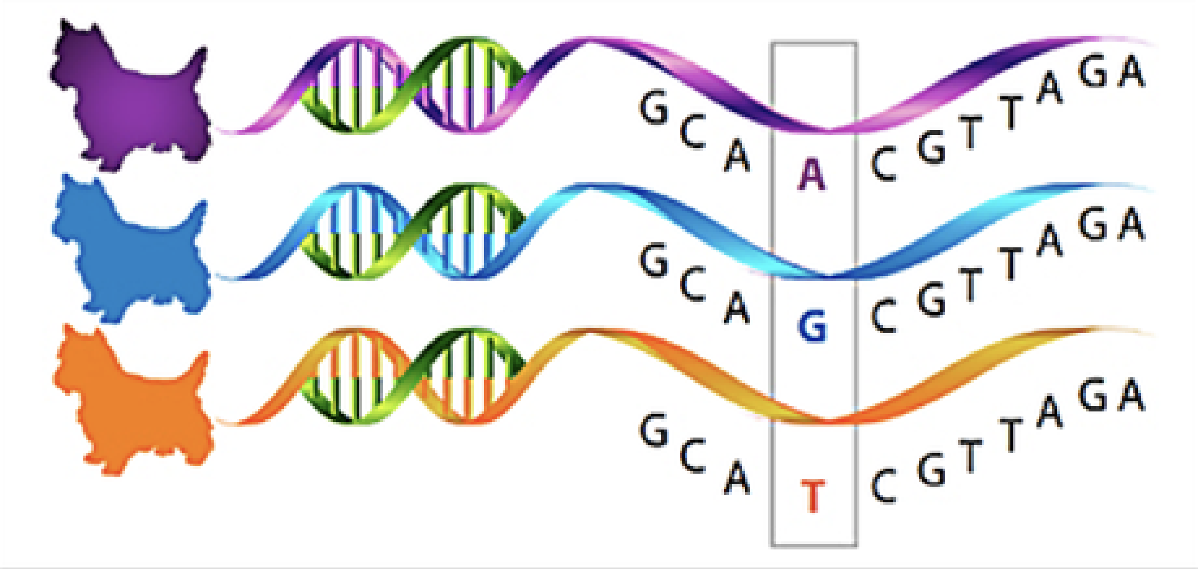 Diagram of three dog silhouettes beside DNA double helices with a single highlighted SNP base.