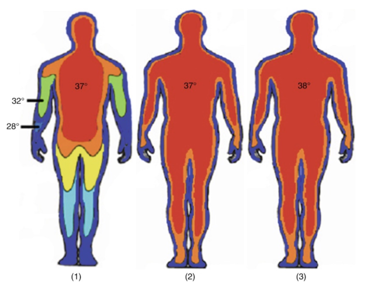 Diagram of three human body figures color-coded by skin and core temperature during heat exposure.