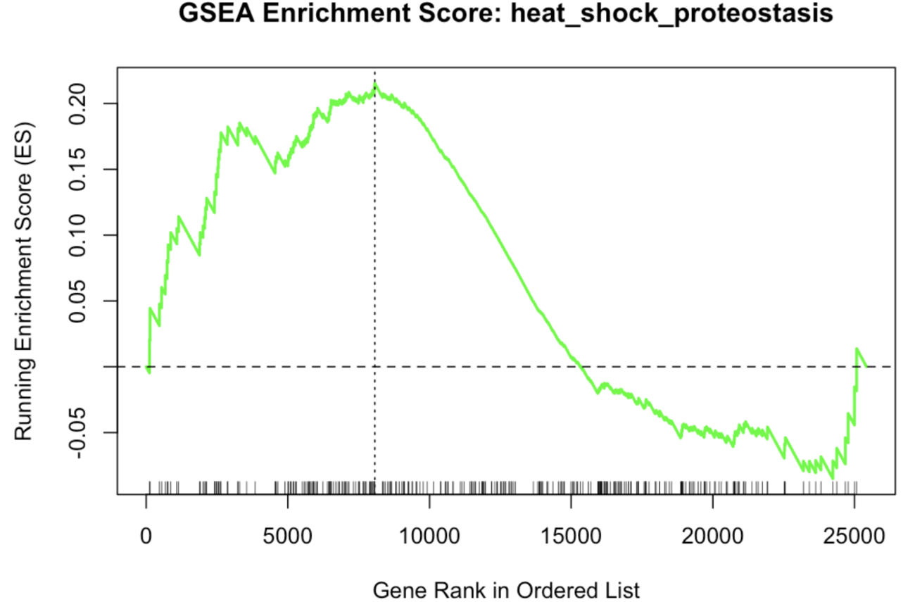 Running enrichment score curve for the heat shock proteostasis gene set, rising to a peak of about 0.21 near rank 8,000 of the ordered gene list before falling below zero, with pathway gene positions marked as ticks along the bottom axis.